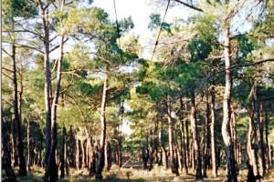 Ο εναέριος σιδηρόδρομος του ορυχείου λευκολίθου Αποστολίδη_2003Τεκμηριωτής Μαρία Μαυροειδή
πηγή: http://pandektis.ekt.gr/