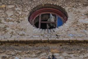 φωτογραφικό αρχείο κου Γεώργιου Καφαντάρη, 24-05-2020