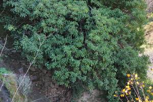 Γενική άποψη του μύλου που, όπως (δεν) φαίνεται, έχει καλυφθεί από την πυκνή βλάστηση (Αρχείο Π. Αναματερού 31/12/2021)