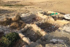 Ασβεστόλακοι στην παραλία της Φτελιάς,
φωτογραφικό αρχείο κας Δήμητρα Λοΐζου-Βουλγαράκη 09-06-2018