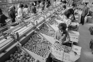 Εργάτριες σε εργοστάσιο εσπεριδοειδών, 1963.Πηγή: https://argolikivivliothiki.gr/