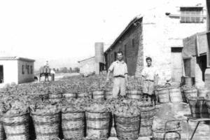 1952: Η αυλή του εργοστασίου γεμάτη με κοφίνια ντομάτας έτοιμα για την παραγωγήΠηγή: https://argolika.gr/